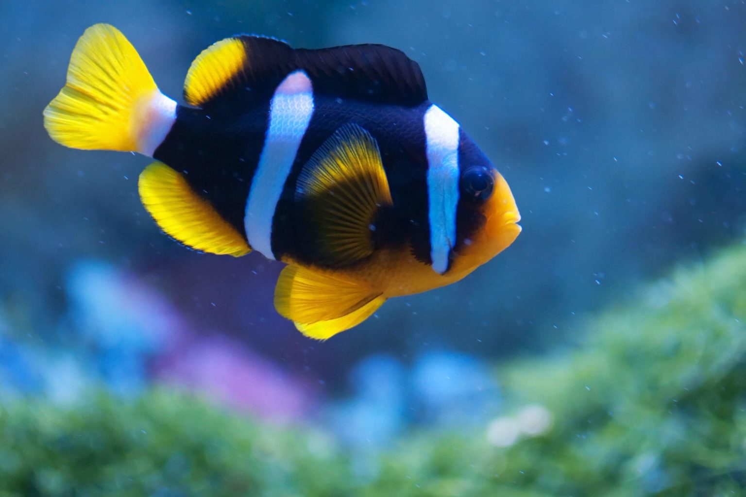 ClarksAnemonenfisch (Amphiprion clarkii ) Terra Tropic Zoo