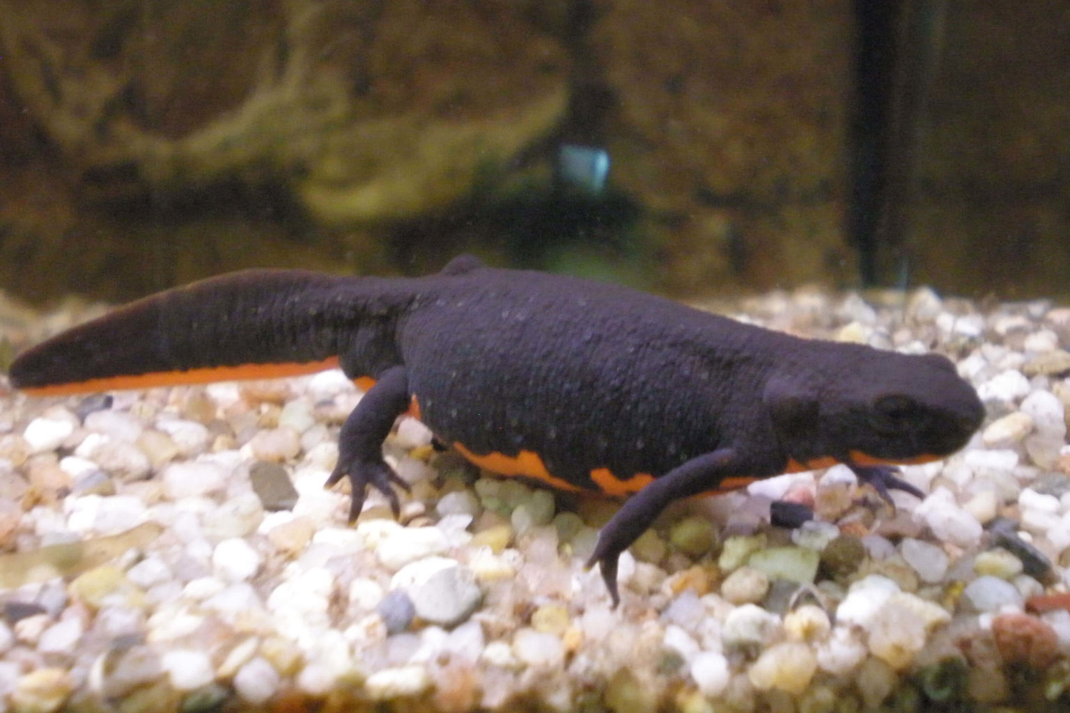 Chin. Feuerbauchmolch (Cynops orientalis) klein ca. 4 cm bis 5 cm DNZ