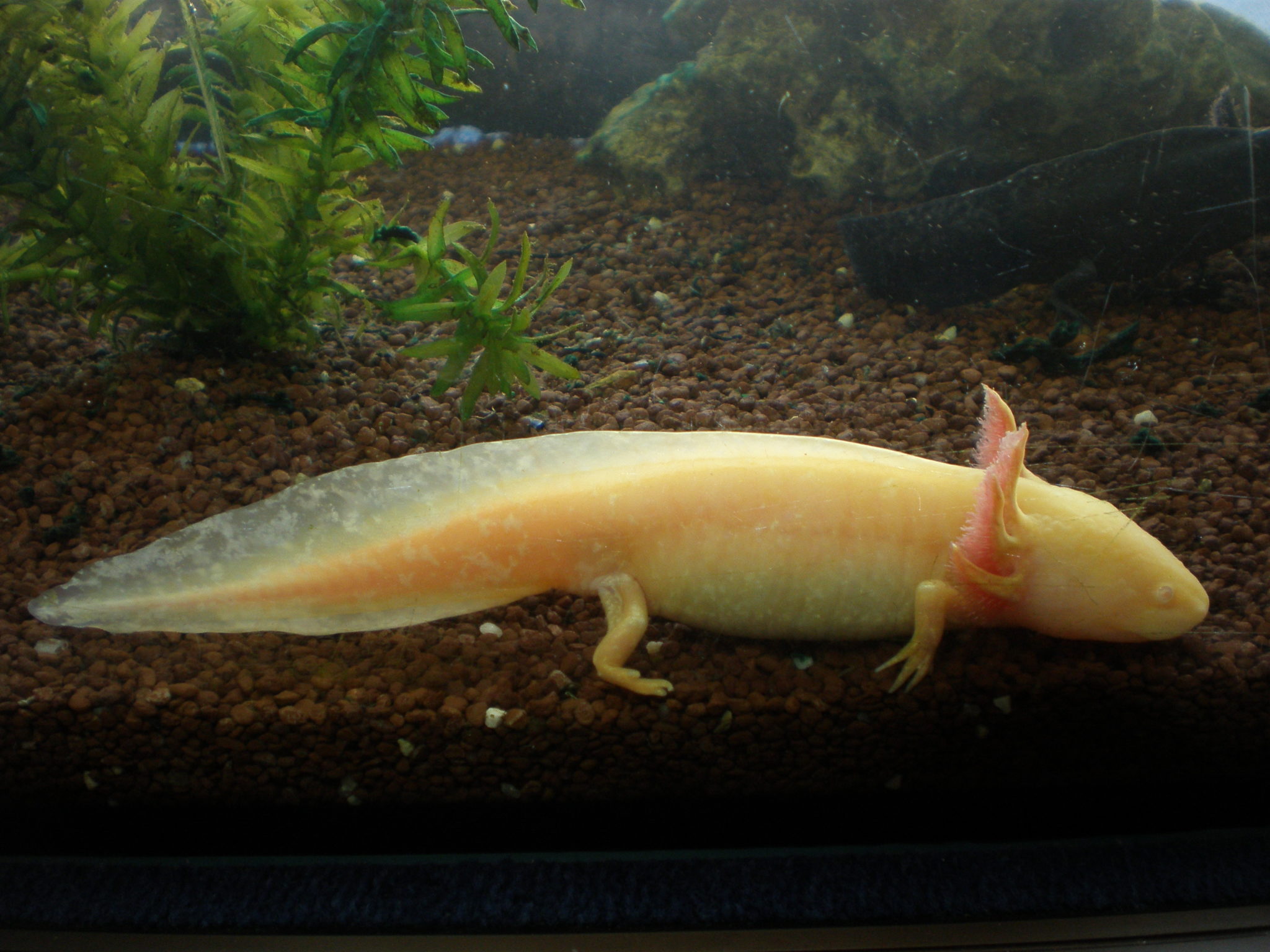 Axolotl Gold (Ambystoma mexicanum) ca. 15 cm Terra Tropic Zoo