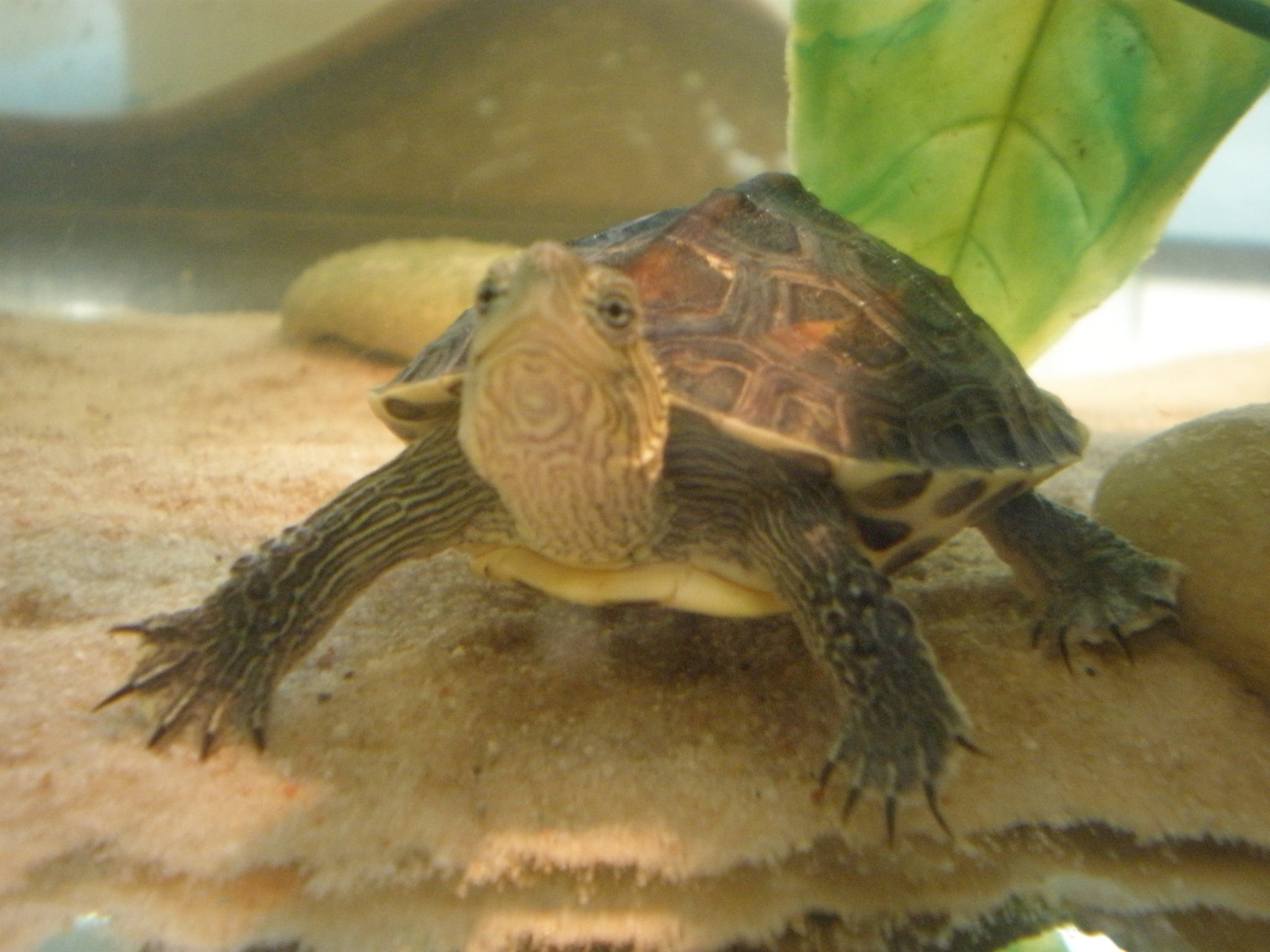 Chinesische Streifenschildkröte (Mauremys Sinensis) mittel DNZ 1/22 ca