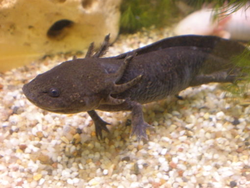 Axolotl natur