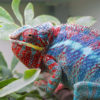 Panther Chameleon