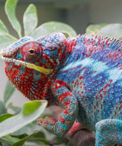 Panther Chameleon