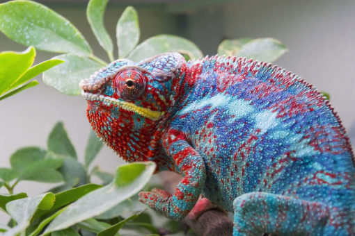 Panther Chameleon