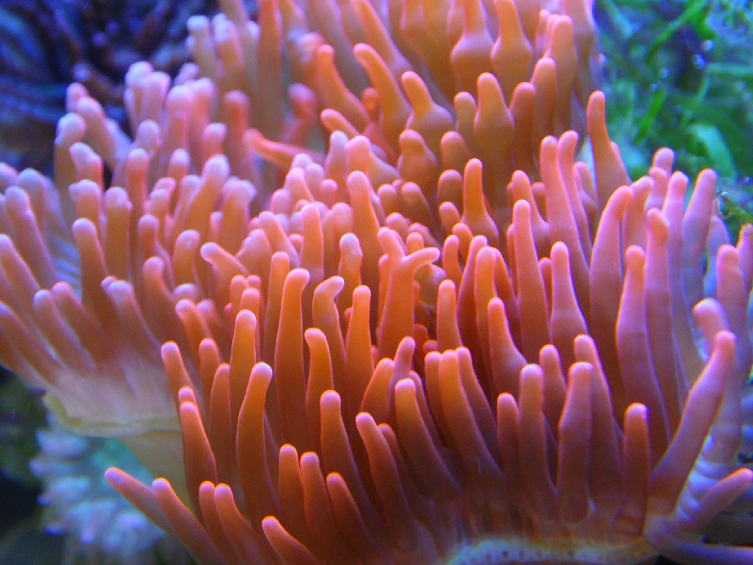 Anemone (Entacmaea quadricolor) mittel bis groß in rot - Terra - Tropic Zoo