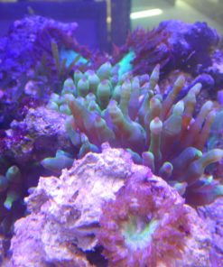 Mini Anemone