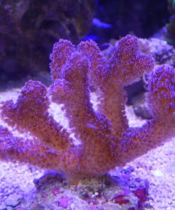 Milka Koralle