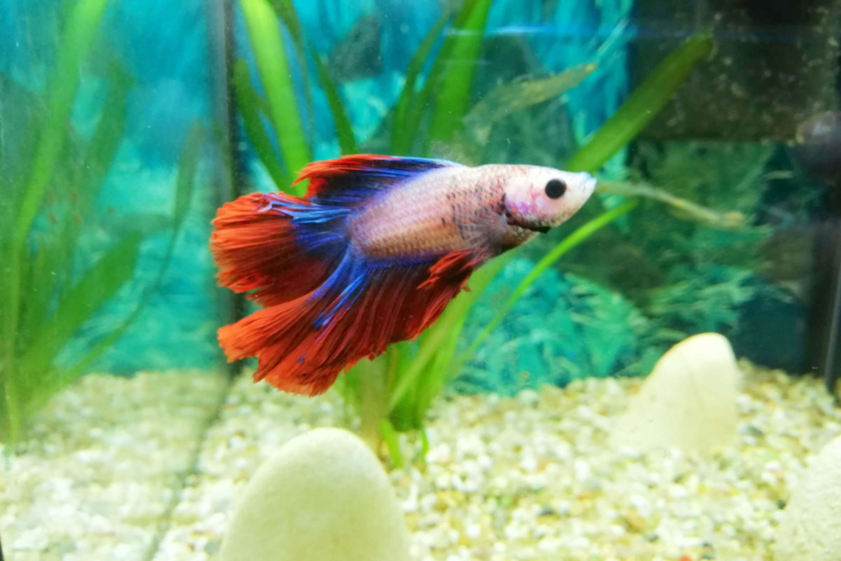 Süsswasser Aquarium