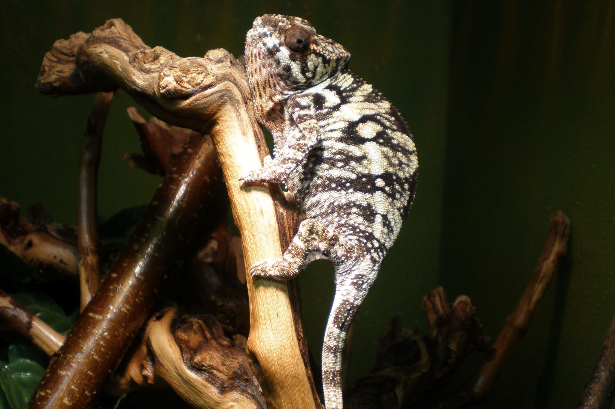 Reptilien kaufen Terra Tropic Zoo Fachgeschäft in Hofgeismar