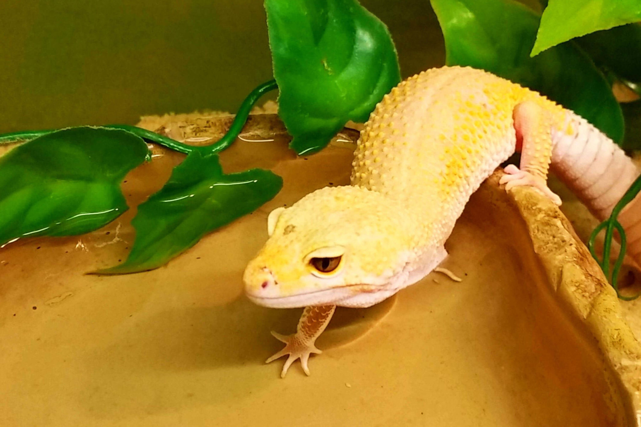 Reptilien kaufen Terra Tropic Zoo Fachgeschäft in Hofgeismar