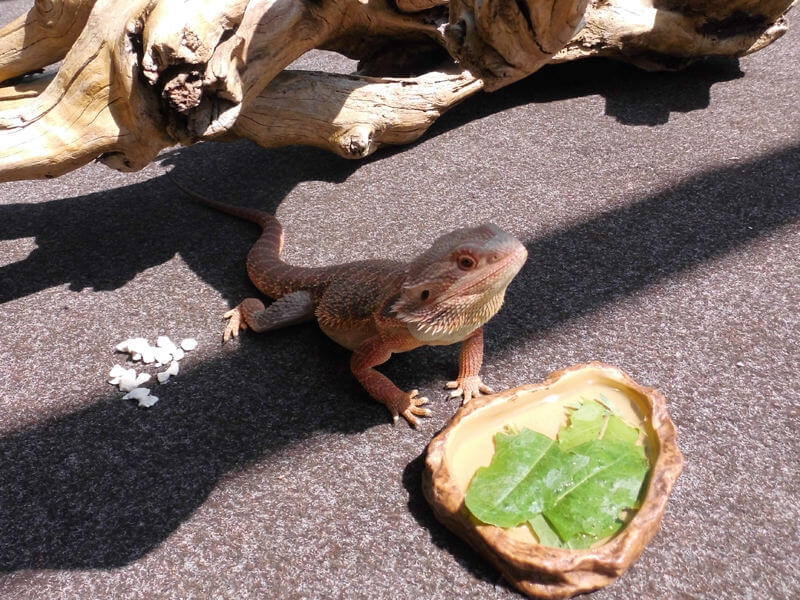 Urlaubspflege für Reptilien