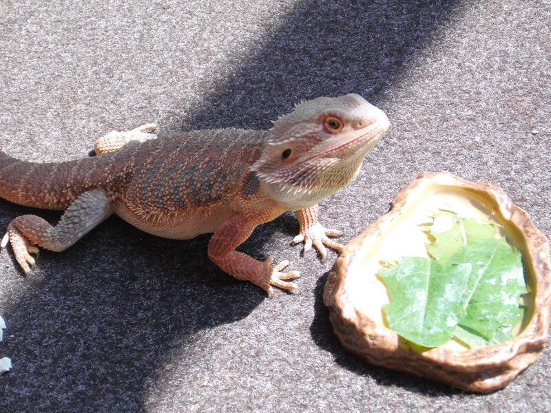 Urlaubspflege für Reptilien