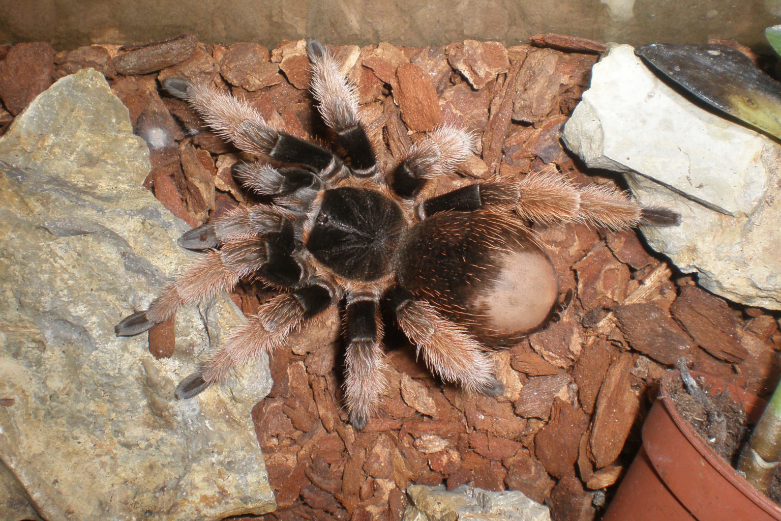 Wirbellose Tiere - Terra - Tropic Zoo