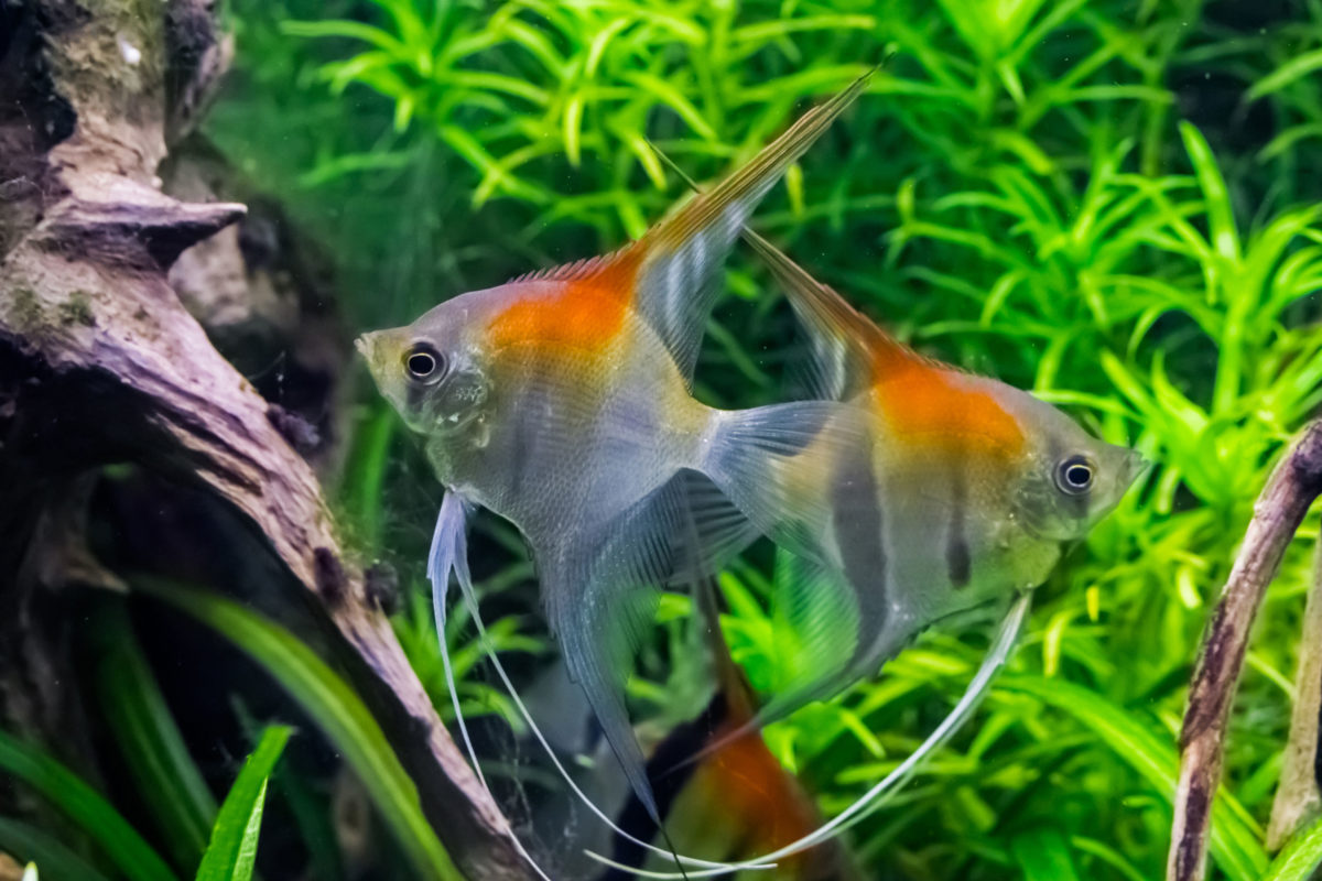 Aquarium Fische Kassel