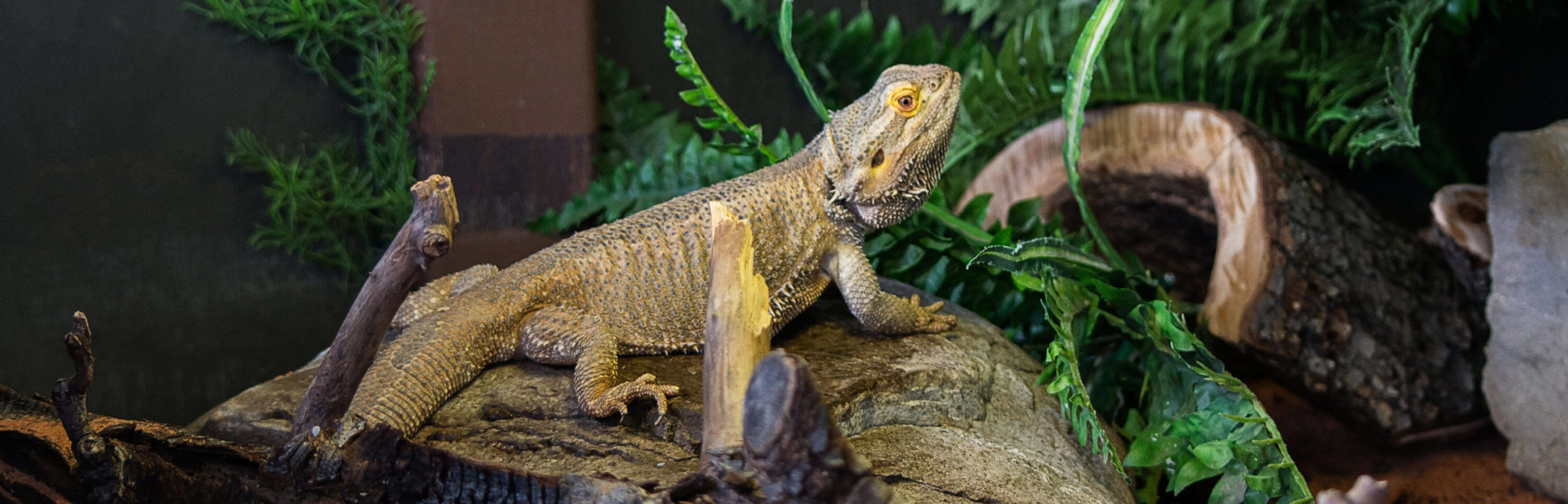 Reptilien Zoofachgeschäft Kassel