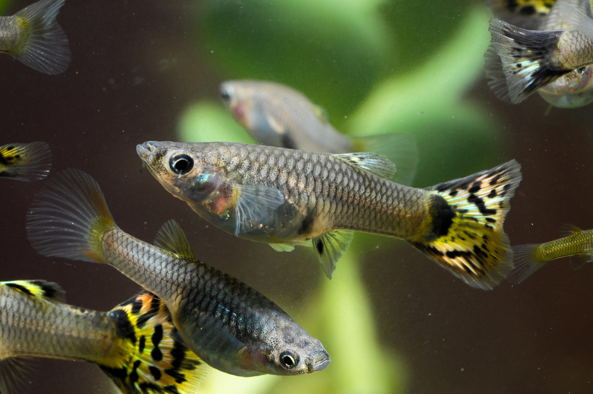 Guppy (Poecilia reticulata) Farbmix Weibchen Terra Tropic Zoo