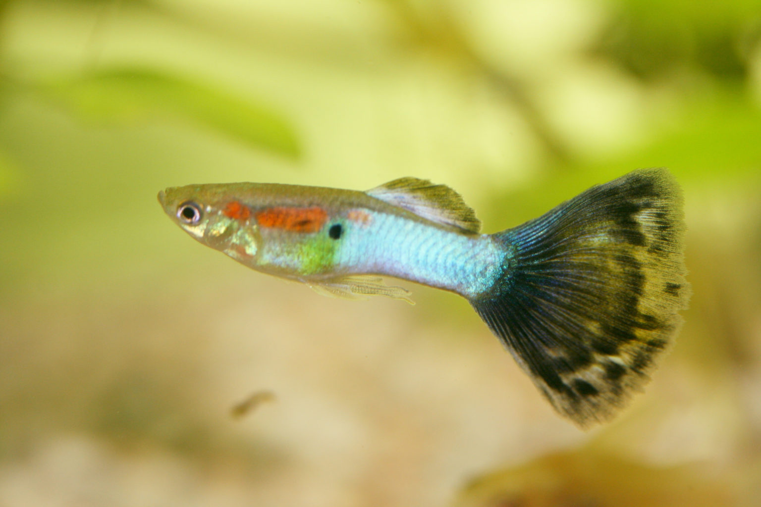 Guppy (Poecilia reticulata) Farbmix Männchen Terra Tropic Zoo
