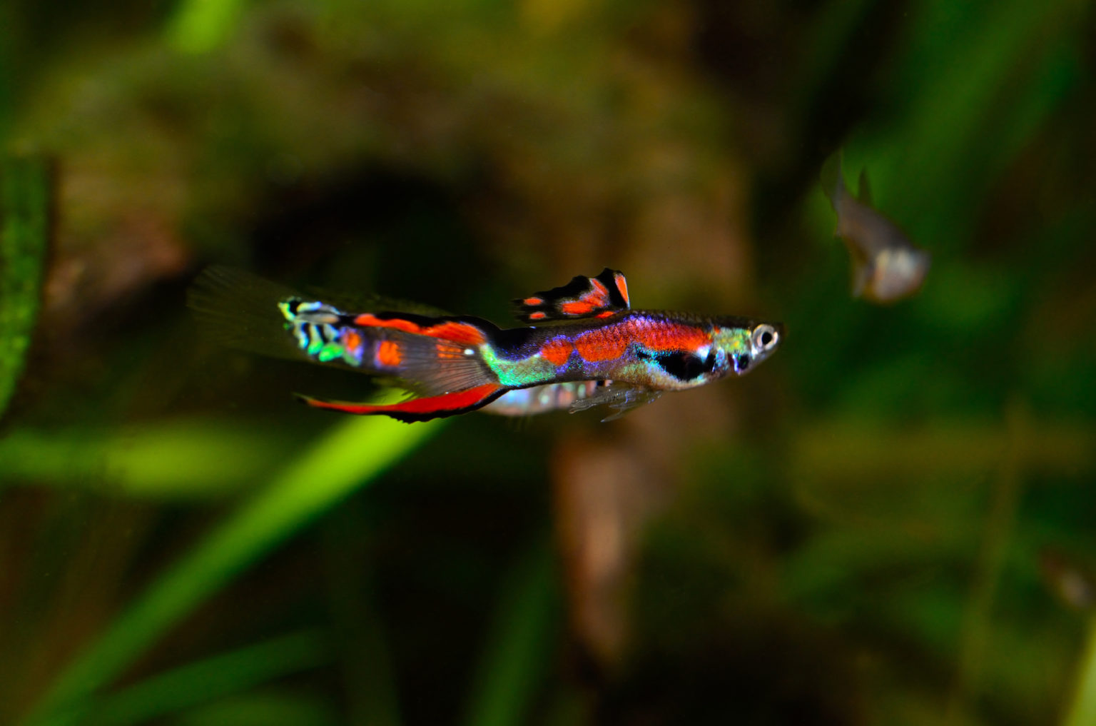 Endler Guppy (Poecilia wingei) Terra Tropic Zoo