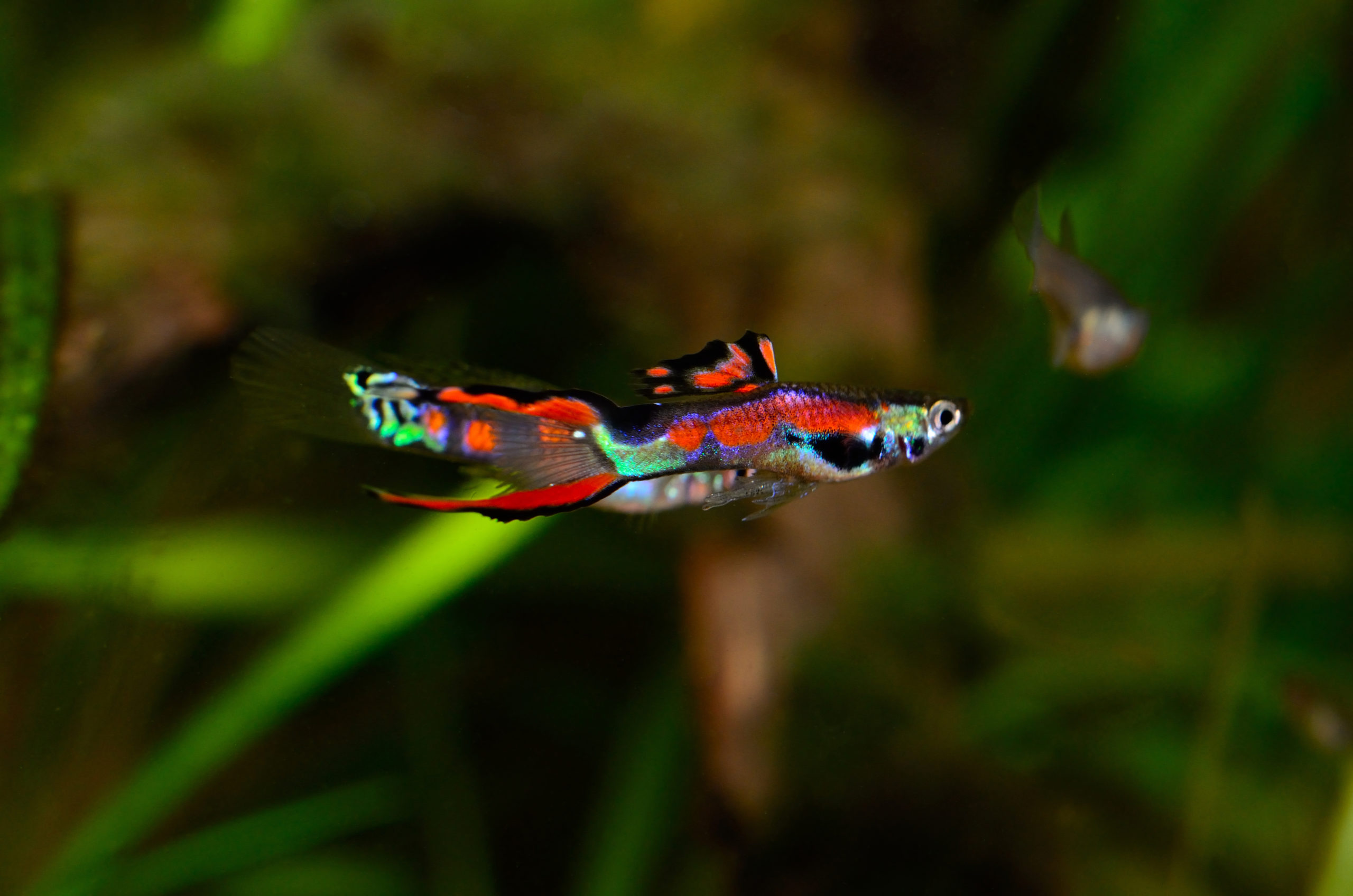  Endler Guppy  Poecilia wingei Terra Tropic Zoo