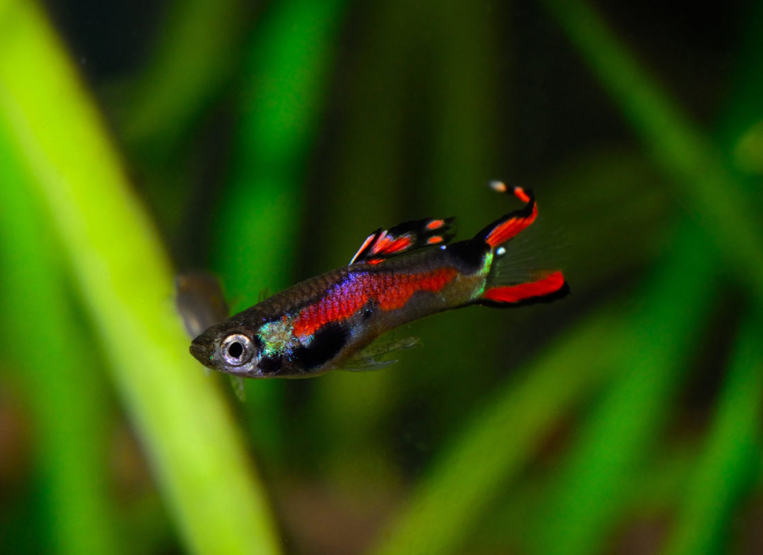 Endler Guppy (Poecilia wingei) Terra Tropic Zoo