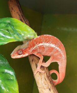 Pantherchamäleon (Furcifer pardalis) DNZ 25  subadulte Männchen ( Kein Original Bild )