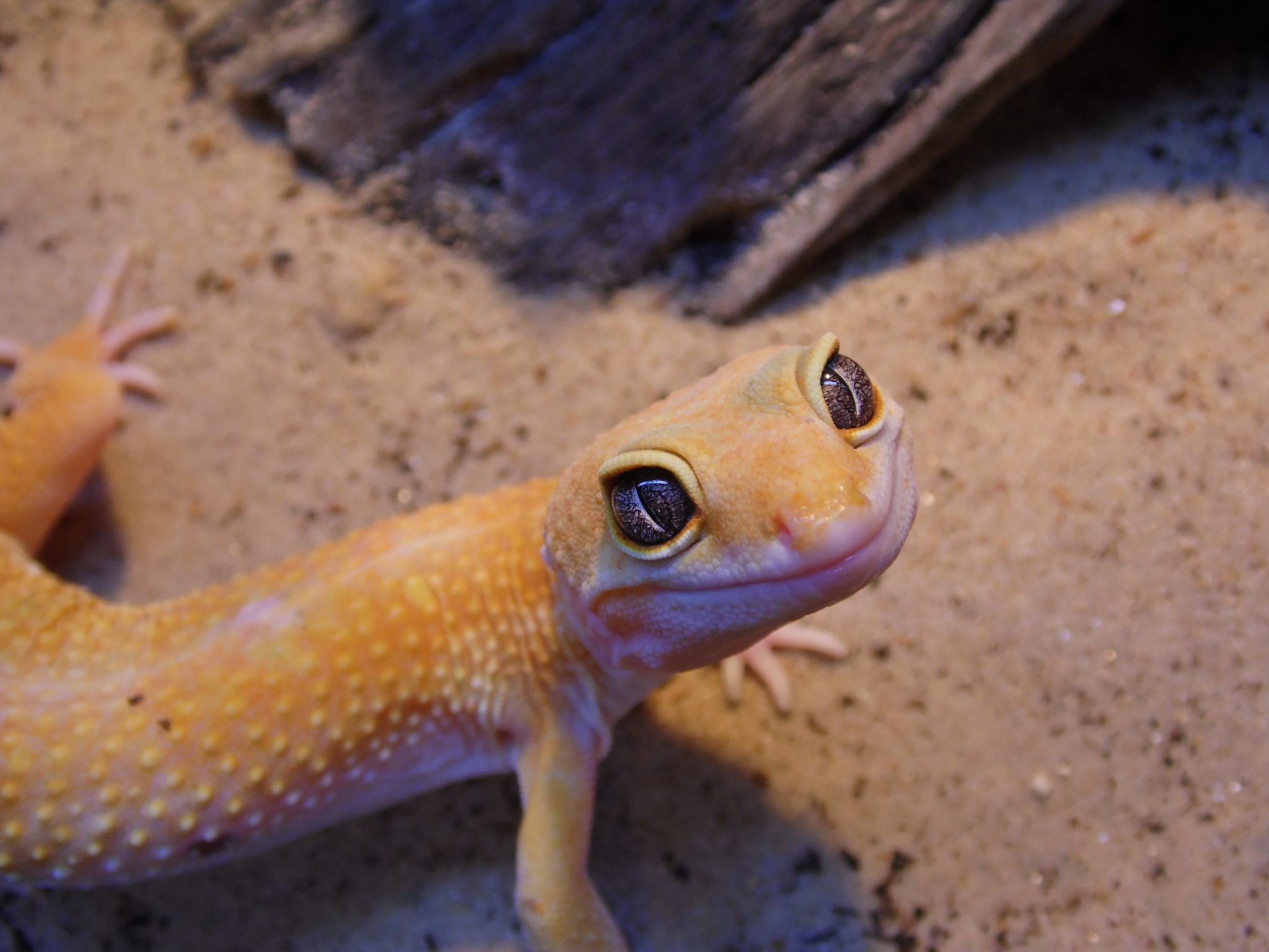 Leopardgecko orange/gelb Designer Mix (Eublepharis macularius) DNZ 21 ...