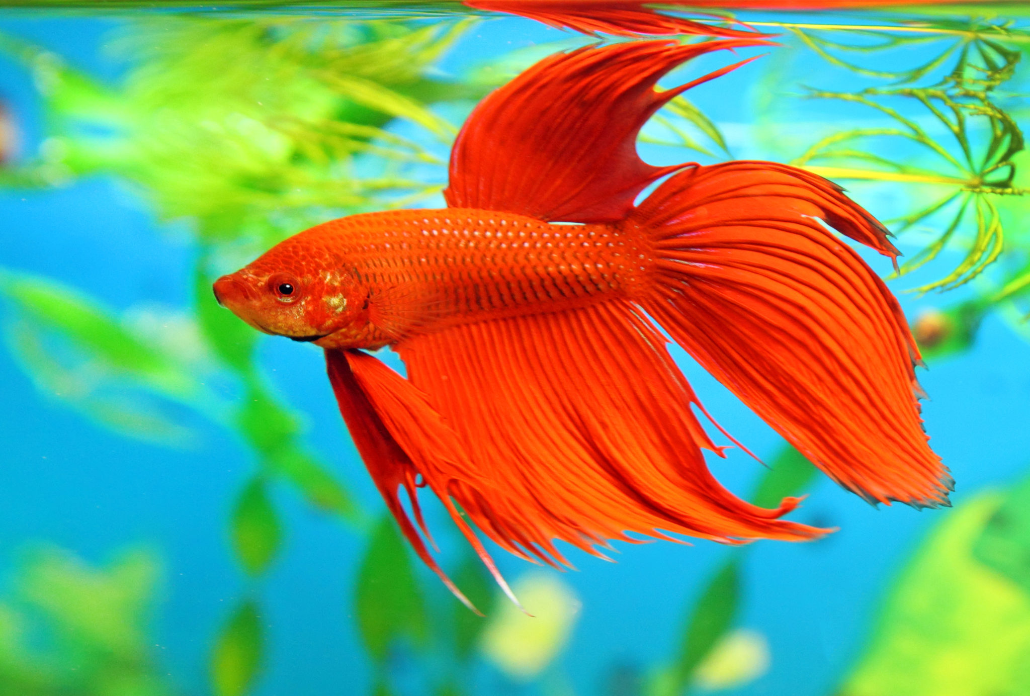 Kampffisch rot (Betta splendens) Männchen Terra Tropic Zoo