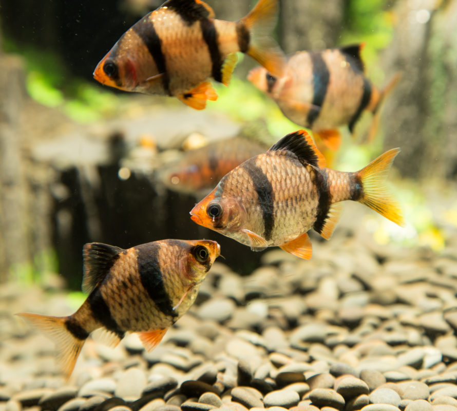 Sumatrabarbe (Barbus tetrazona) Terra Tropic Zoo