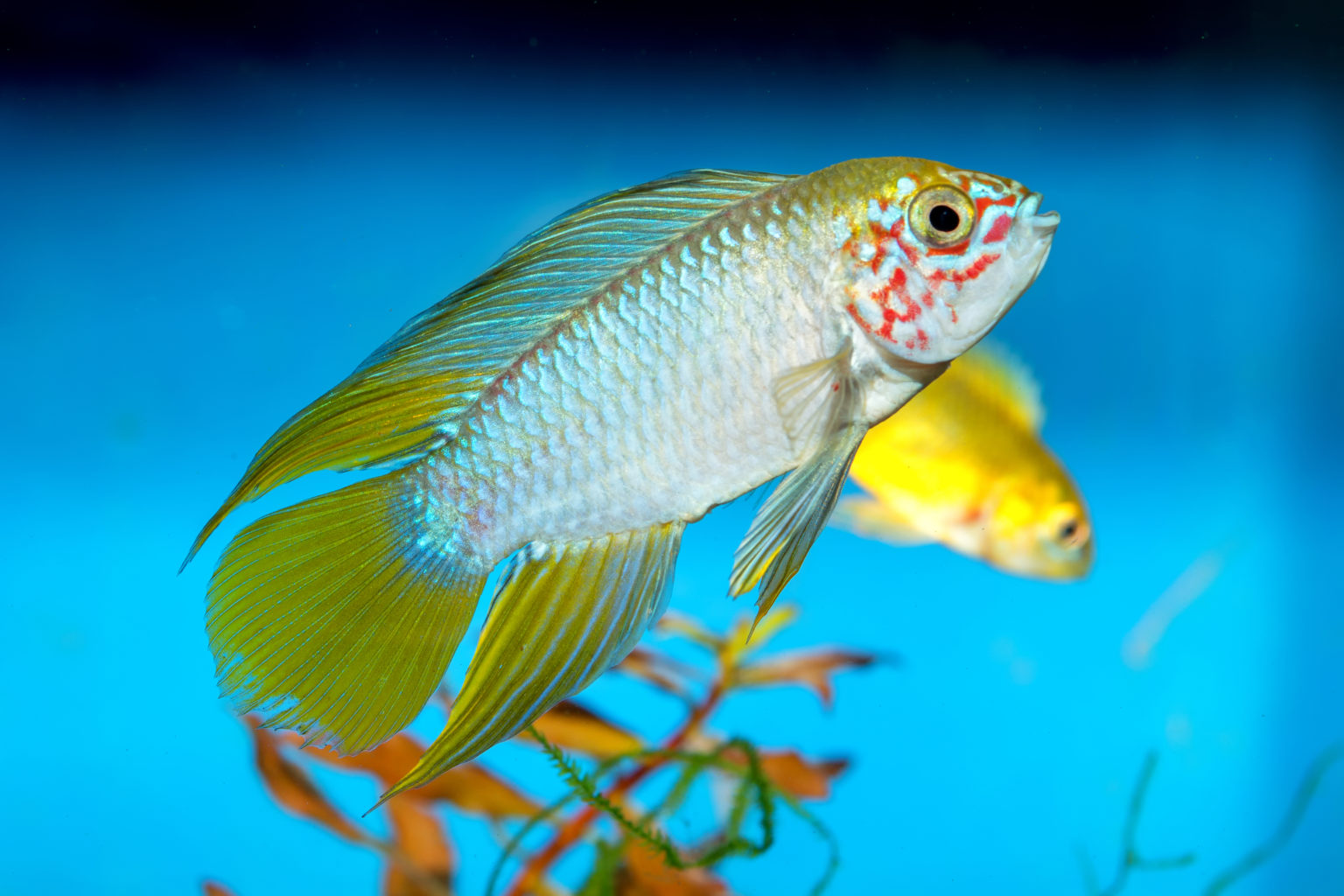 OpalApistogramma (Apistogramma borelli) Terra Tropic Zoo