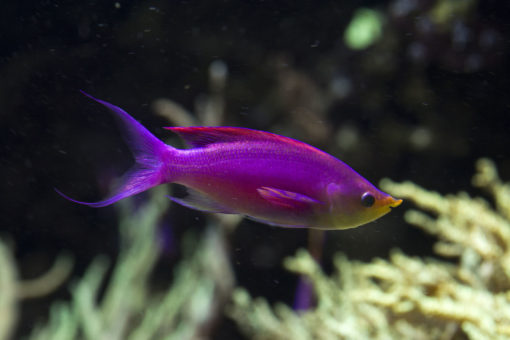 Pseudanthias tuka