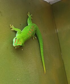 Großer Madagaskar Taggecko (Phelsuma mad. grandis) DNZ 22/23  adultes Männchen mit viel Rot , Originalbild ( Rare !! )