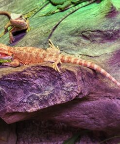 Farbbartagame (Pogona vitticeps) Jungtiere DNZ 25 ca. 16 bis 18 cm mit viel Rot gut gewachsen!