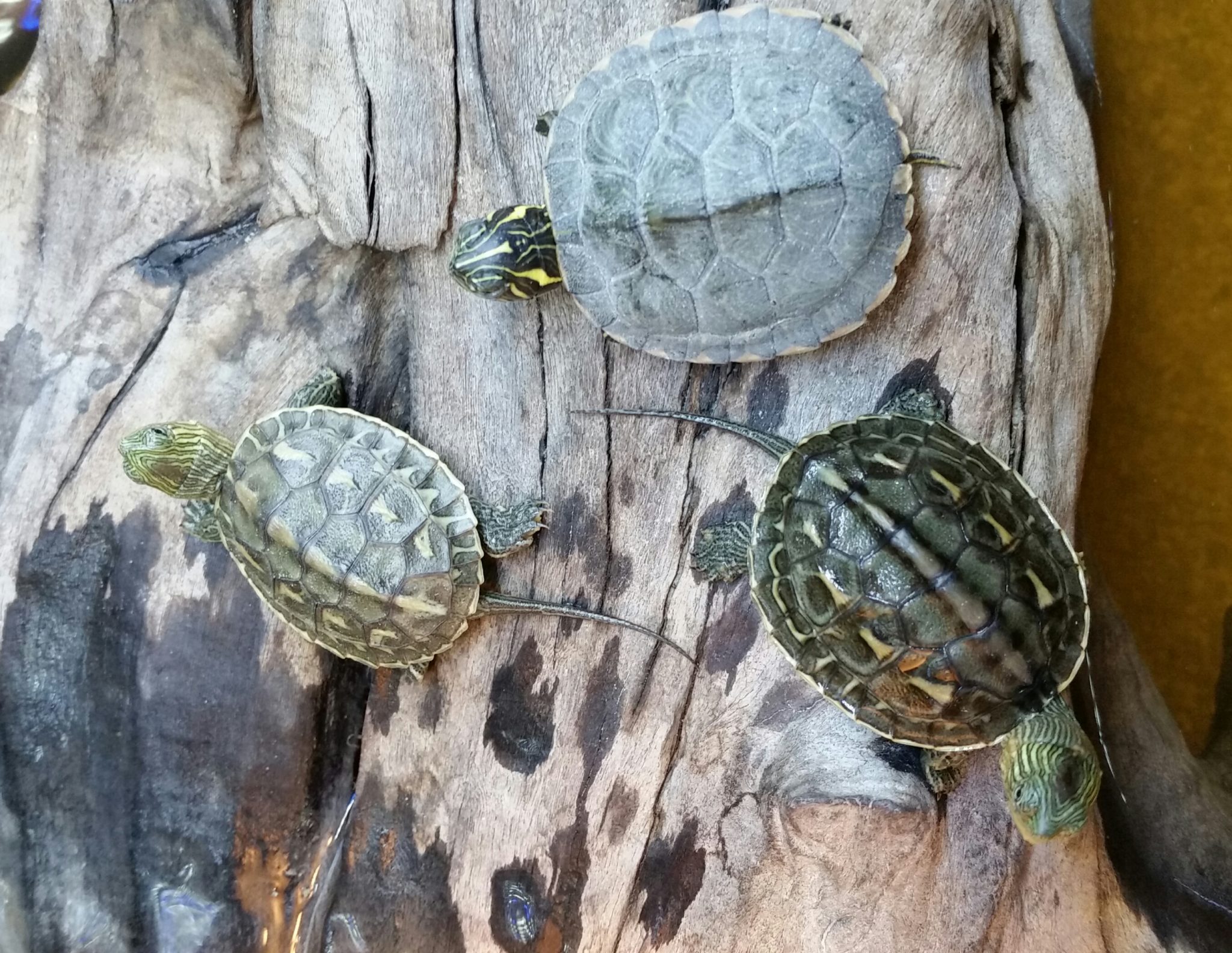 Chinesische Streifenschildkröte (Mauremys Sinensis) mittel DNZ 1/22 ca