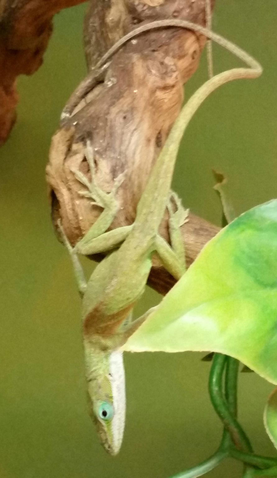 Rotkehlanolis (Anolis carolinensis) adultes Pärchen DNZ 23 zusammen 129