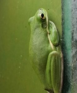 Amerikanischer Laubfrosch (Hyla cinerea) DNZ 19 - Terra - Tropic Zoo