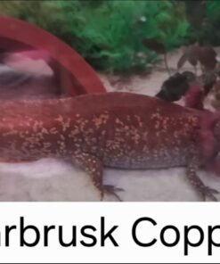 Axolotl Starbrust Copper (Ambystoma mexicanum) ca. 8 cm Rare!!