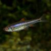 Regenbogenelritze (Notropis chrosomus) „Rainbow Shiner“