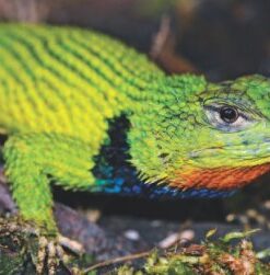 Malachit-Stachelleguan (Sceloporus malachiticus) subadultes Pärchen DNZ 24 Rare!!