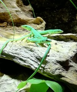 Smaragd-Langschwanzeidechse (Takydromus smaragdinus) DNZ /25 Jungtiere Rare!!