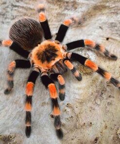 Mexikanische Rotknievogelspinne ( Brachypelma hamorii ) DNZ 2020 XXXL adultes Weibchen