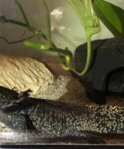 Axolotl Starbrust Wild USA (Ambystoma mexicanum) ca. 8 cm Rare !!
