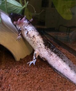 Axolotl(Ambystoma mexicanum) ca. 8 cm Harlekin(Rare!)