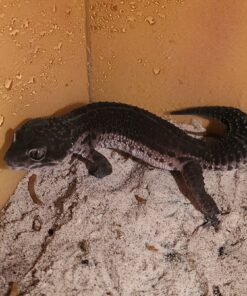 Leopardgecko  Black Night  (Eublepharis mascularius) Original Foto DNZ 23 Männchen Rare!!