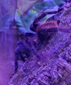 Costa Rica Vogelspinne ( Brachypelma vagans ) ca. 5cm Weibchen ( Origina Bild )