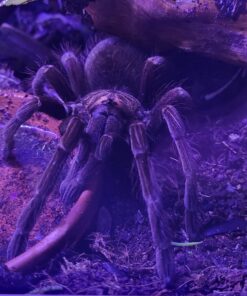 Riesenvogelspinne ( Pamphobeteus sp. Santo Domingo Goliath )DNZ 2020 ca. 7 cm Rare!!Rare!! Rare!!