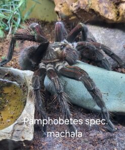 Riesenvogelspinne ( Psalmopoeus machala ) XXL DNZ 2020 ca. 6 bis 7 cm Körper Weibchen Rare!!