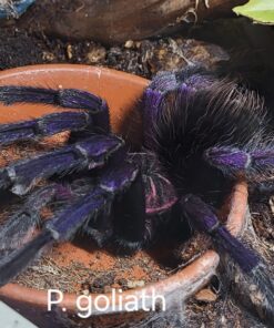 Riesenvogelspinne ( Pamphobeteus sp. Santo Domingo Goliath )XXL DNZ 2020 ca. 7 cm Körper Rare!!Rare!! Rare!!