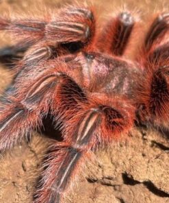 Rote Chile-Vogelspinne ( Grammostola rosea red ) ca. 3 cm Weibchen