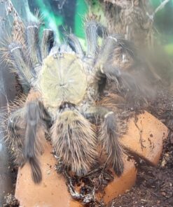 Cyriopagopus schioedtei ( Baumvogelspinne ) DNZ 2022 Körper ca. 5 bis 6 cm Unbestimmt