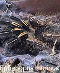 Skelettvogelspinne ( Ephebopus murinus ) Körper ca. 4 cm Weibchen Rare !!